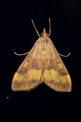 Pyrausta flavofascialis