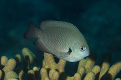 Pomacentrus microspilus