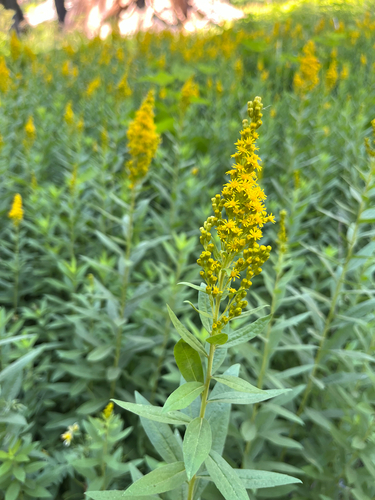 Solidago elongata