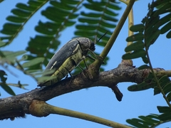 Sternocera interrupta interrupta