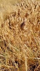 Chloropyron maritimum canescens