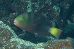 Bleeker's Parrotfish photo 5