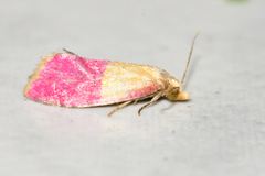 Cochylis rosaria