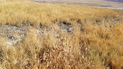 Chloropyron maritimum canescens