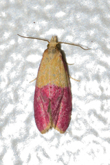 Cochylis rosaria