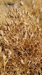 Chloropyron maritimum canescens