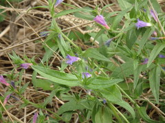 Echium rosulatum