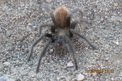 Aphonopelma paloma
