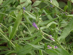 Echium rosulatum