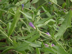 Echium rosulatum