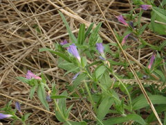 Echium rosulatum