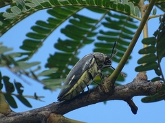 Sternocera interrupta interrupta