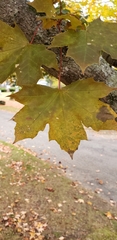 Acer platanoides