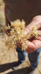 Langloisia setosissima