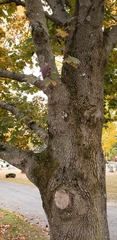 Acer platanoides
