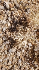 Langloisia setosissima