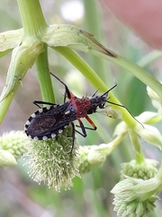 Cosmoclopius poecilus