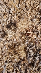 Langloisia setosissima