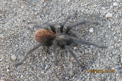 Aphonopelma paloma