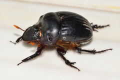 Dichotomius colonicus