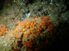 Metandrocarpa taylori