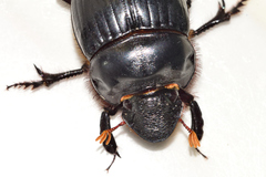 Dichotomius colonicus