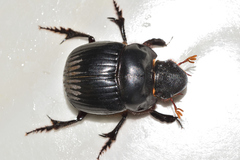 Dichotomius colonicus