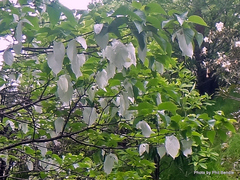 Davidia involucrata