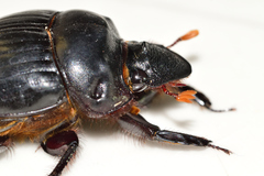 Dichotomius colonicus