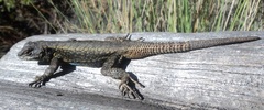 Sceloporus anahuacus