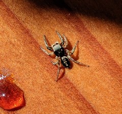 Habronattus pyrrithrix