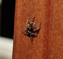 Habronattus pyrrithrix