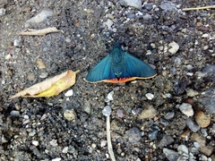 Chalypyge chalybea chloris