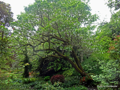 Davidia involucrata
