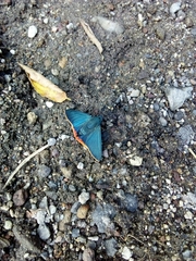 Chalypyge chalybea chloris