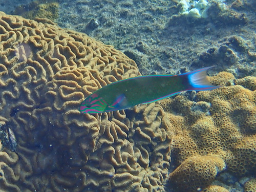Moon Wrasse — seen at this dive site