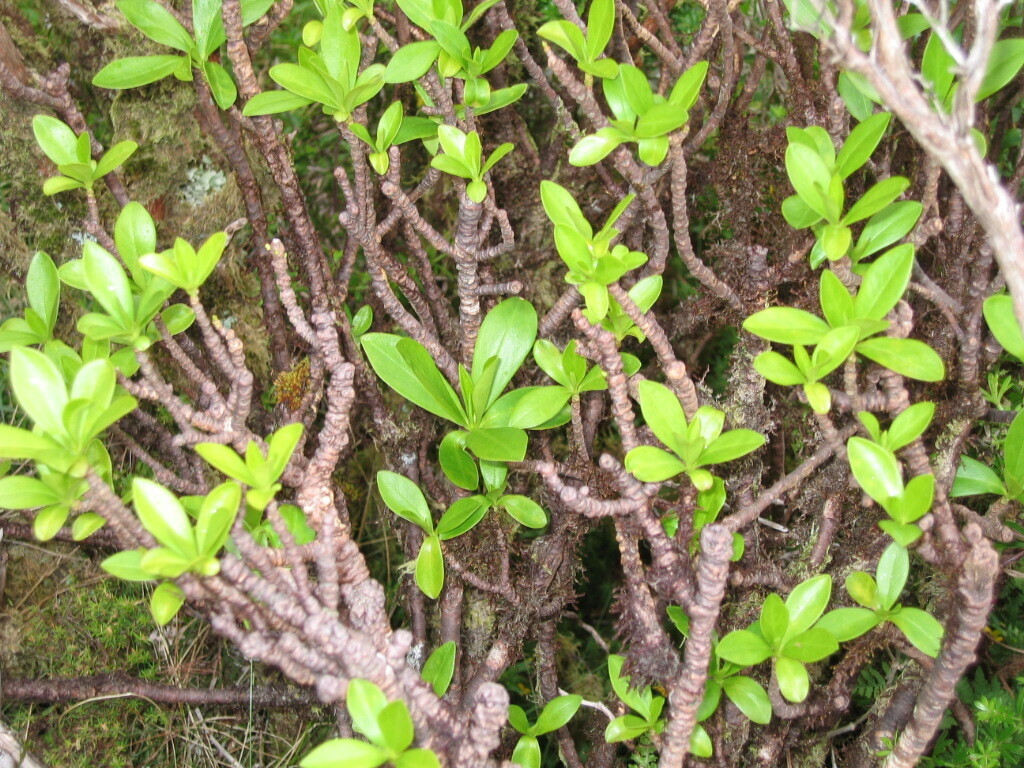 Daphne laureola, São Roque do Pico, Portugal