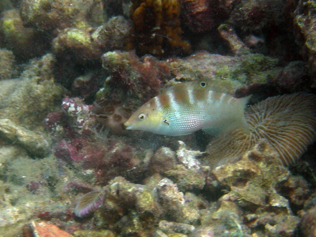 Batu Coris