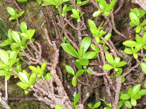 Daphne laureola