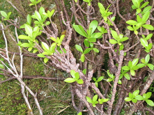 Daphne laureola