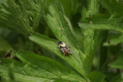 Criorhina
