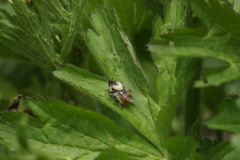 Criorhina