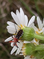 Cosmoclopius poecilus