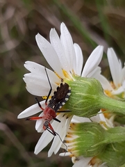 Cosmoclopius poecilus