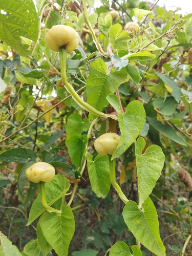 Operculina codonantha observed 2025-07-31
