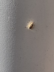 Insecta