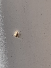 Insecta