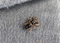 Phidippus putnami