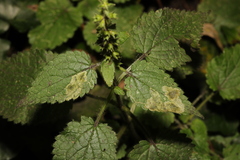 Amauromyza labiatarum