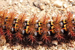 Ormiscodes cinnamomea